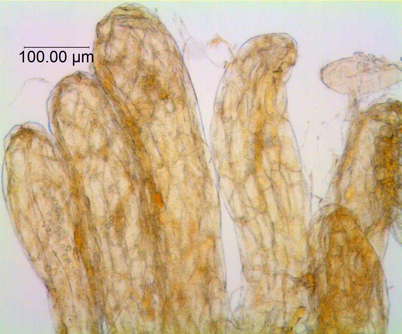 Cuscuta prismatica; Ecuador, Mille 112 (F)