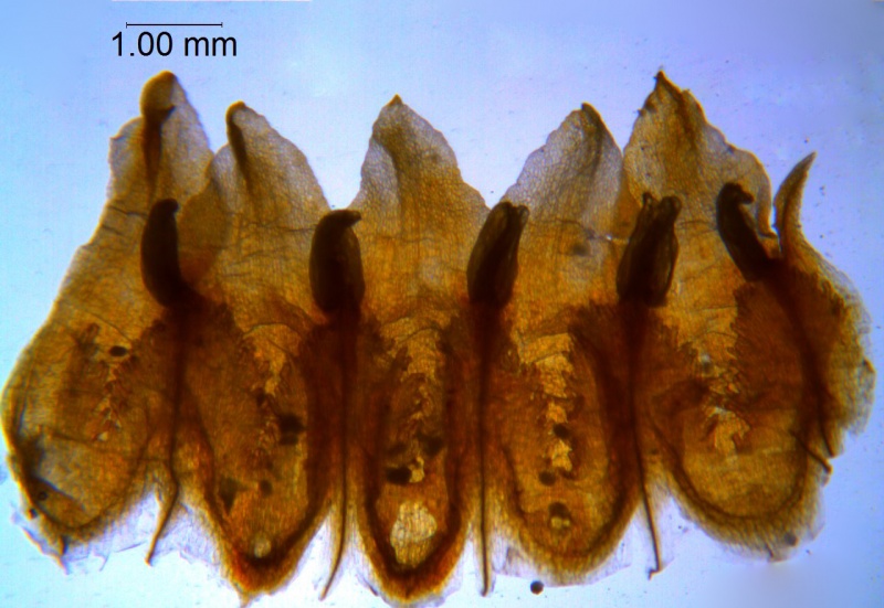 Cuscuta purpurata; Chile, Johnston 5170 (S)