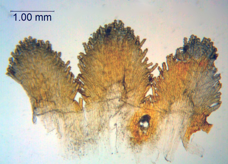 Cuscuta purpurata; Chile, Johnston 5170 (S)