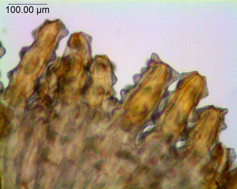 Cuscuta purpurata; Chile, Johnston 5170 (S)