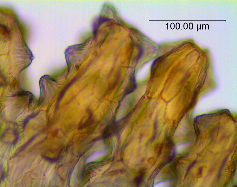 Cuscuta purpurata; Chile, Johnston 5170 (S)