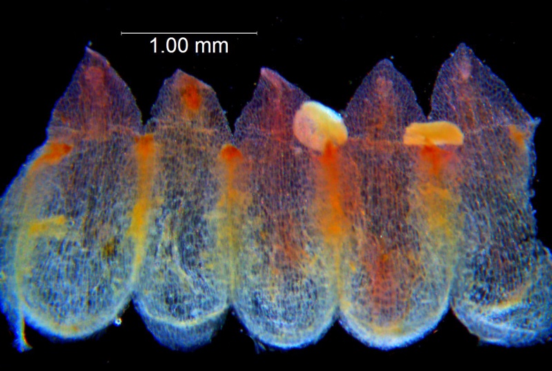 Cuscuta rubella; Peru, Macbride & Featherstone 371 (Type, NY)