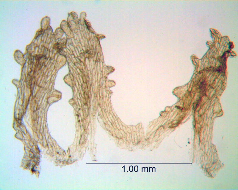 Cuscuta rubella; Peru, Macbride & Featherstone 371 (Type, NY)