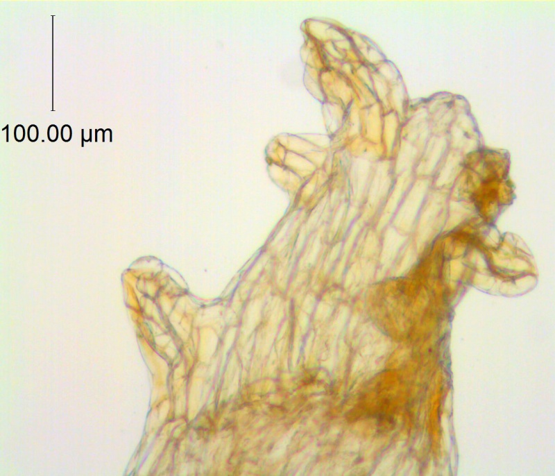 Cuscuta rubella; Peru, Macbride & Featherstone 371 (Type, NY)