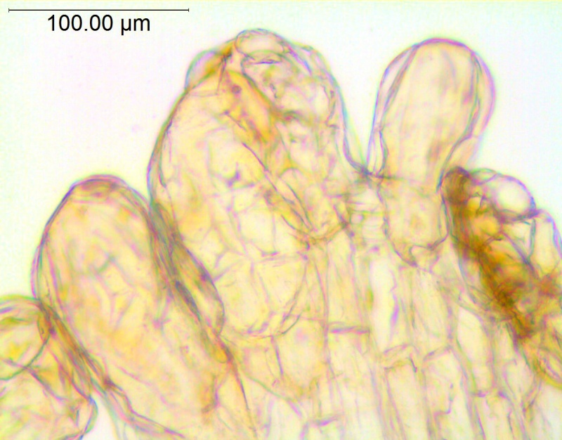Cuscuta rubella; Peru, Macbride & Featherstone 371 (Type, NY)