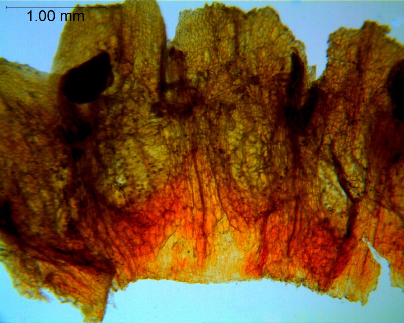 Cuscuta rugosiceps; Mexico, Bartholomew et al. 3272 (NY)
