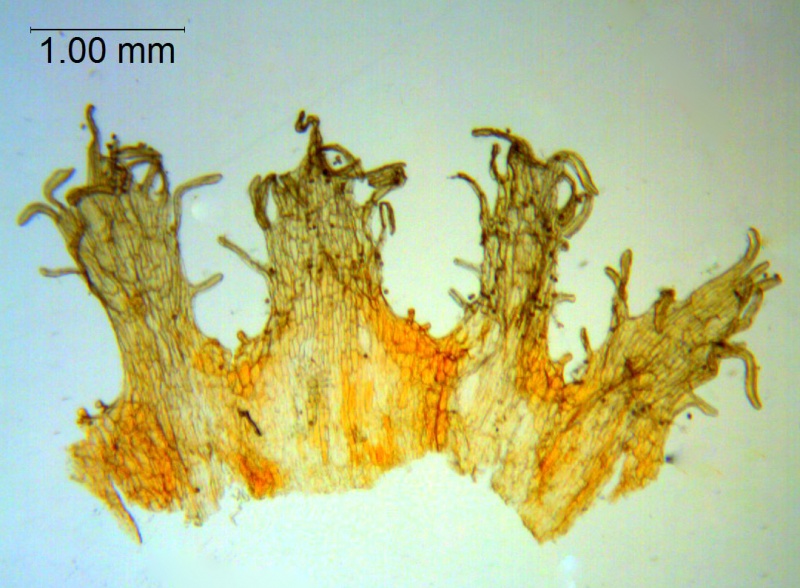 Cuscuta rugosiceps; Mexico, Bartholomew et al. 3272 (NY)