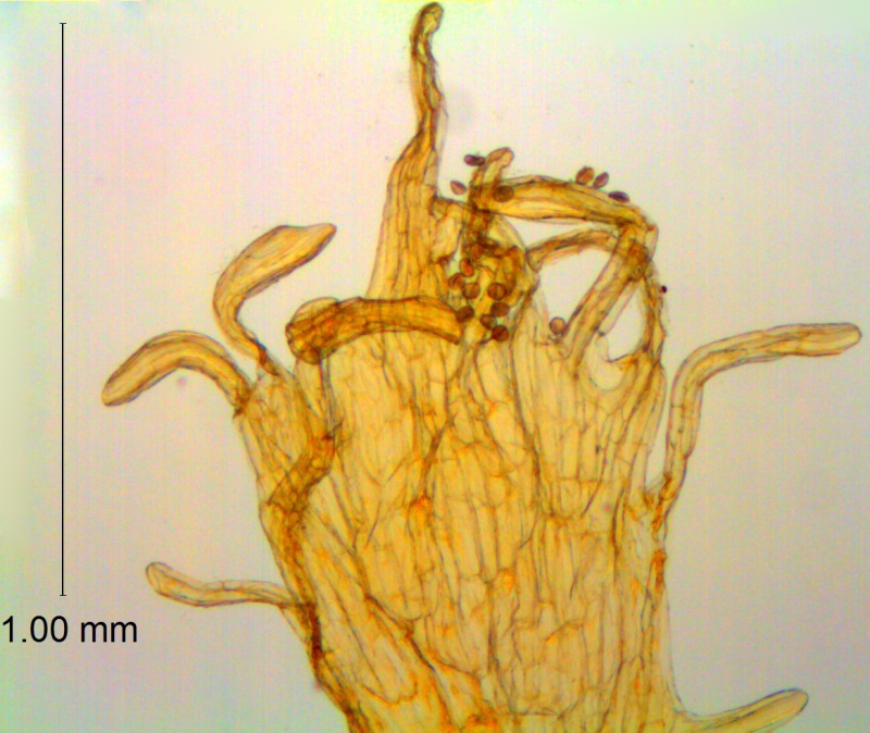 Cuscuta rugosiceps; Mexico, Bartholomew et al. 3272 (NY)