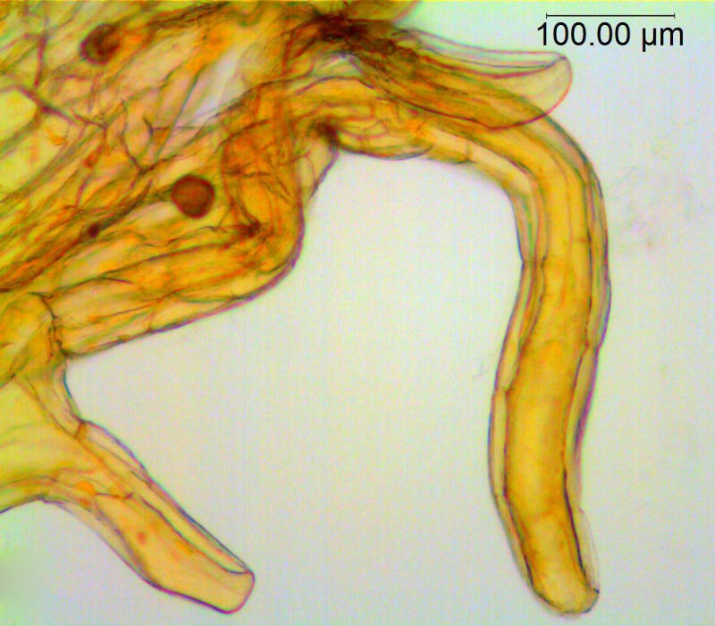 Cuscuta rugosiceps; Mexico, Bartholomew et al. 3272 (NY)