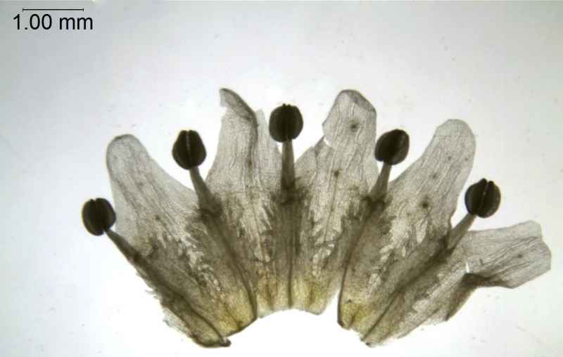 Cuscuta tasmanica; Australia, Barker s.n. (CANB)