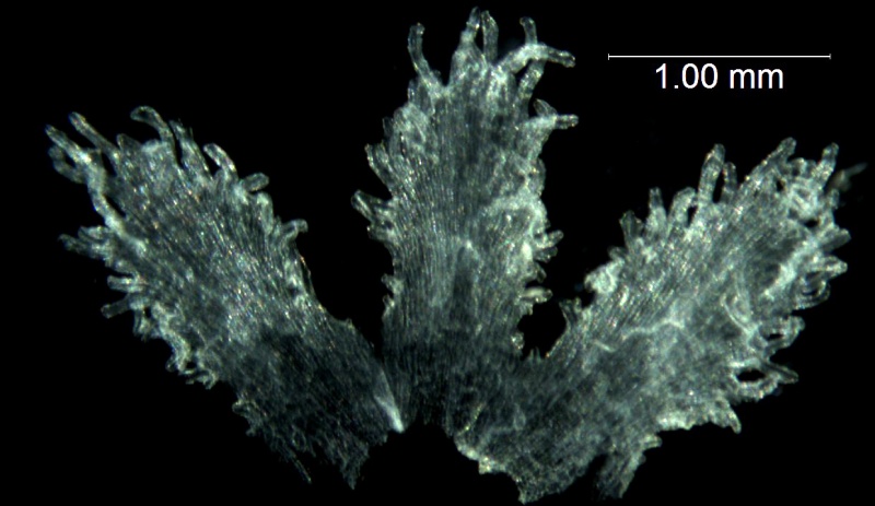 Cuscuta tasmanica; Australia, Barker s.n. (CANB)