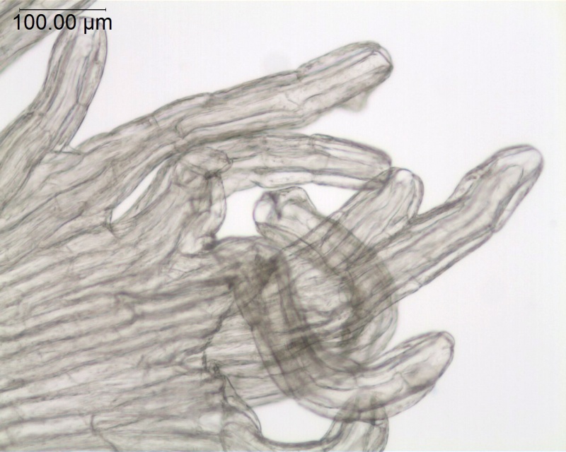 Cuscuta tasmanica; Australia, Barker s.n. (CANB)