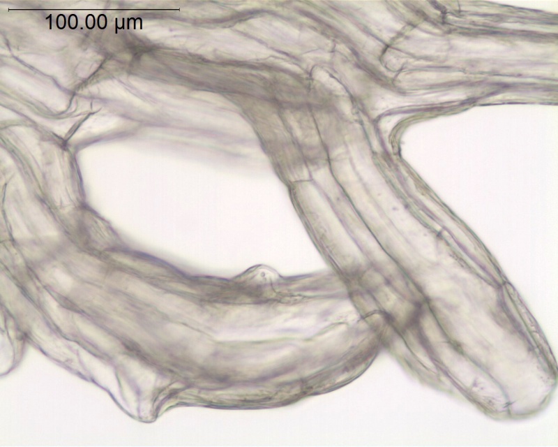 Cuscuta tasmanica; Australia, Barker s.n. (CANB)