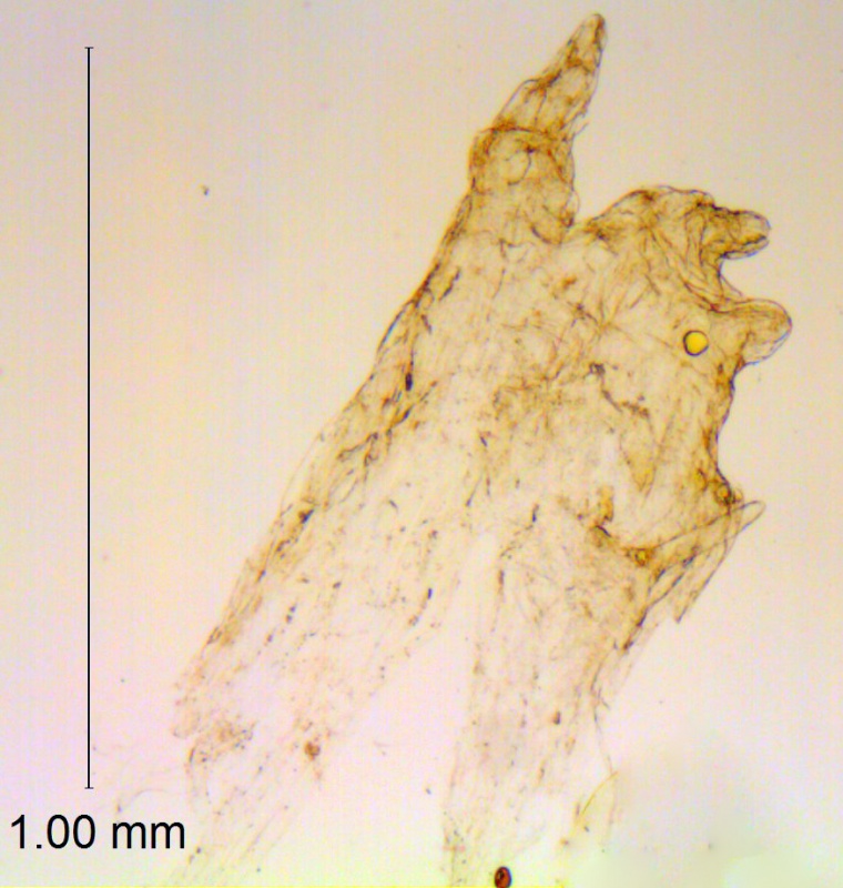 Cuscuta warneri; U.S.A. Utah, Warner s.n. (Type, NY)