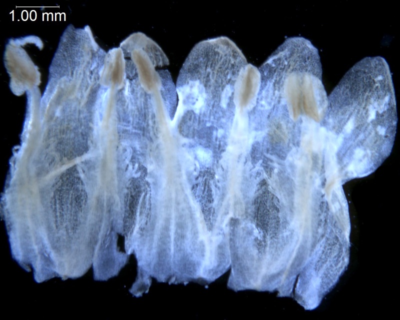 Cuscuta woodsonii, Guatemala, Standley 61106 (US)