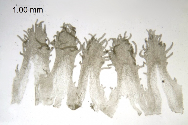 Cuscuta woodsonii, Guatemala, Standley 61106 (US)