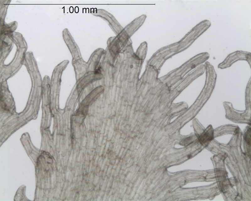 Cuscuta woodsonii, Guatemala, Standley 61106 (US)