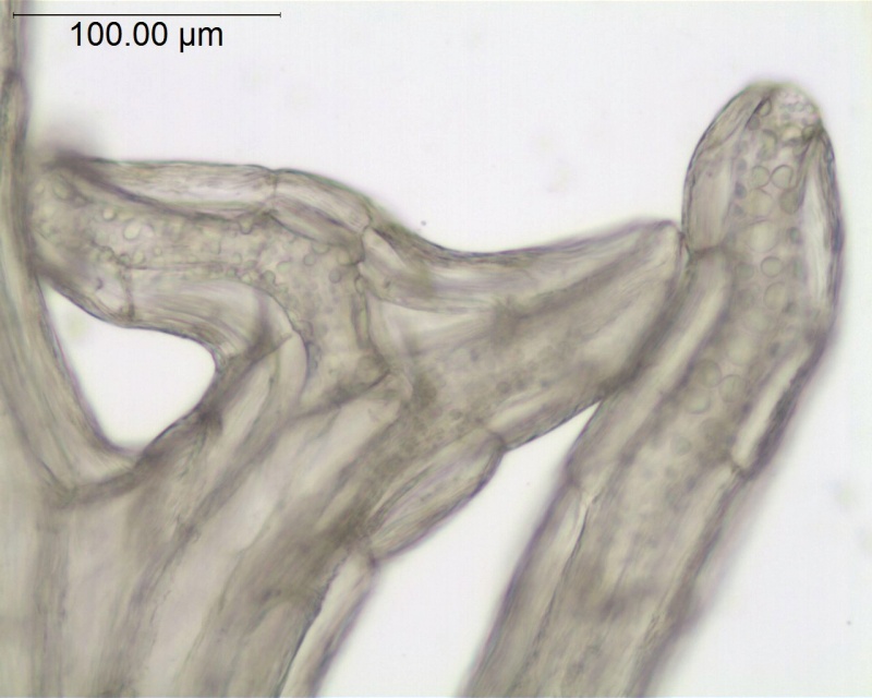 Cuscuta woodsonii, Guatemala, Standley 61106 (US)