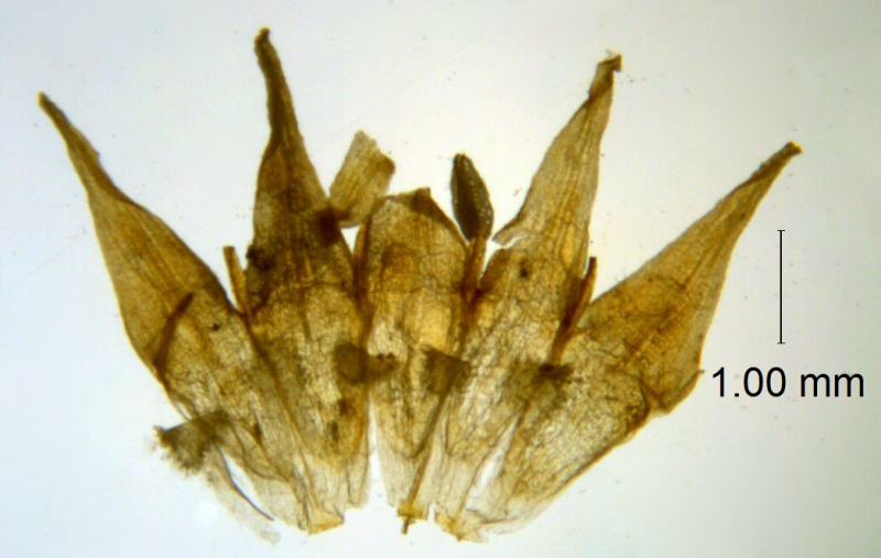 Cuscuta xanthochortos var. lanceolata; Paraguay, Hassler 5113 (NY, Type)