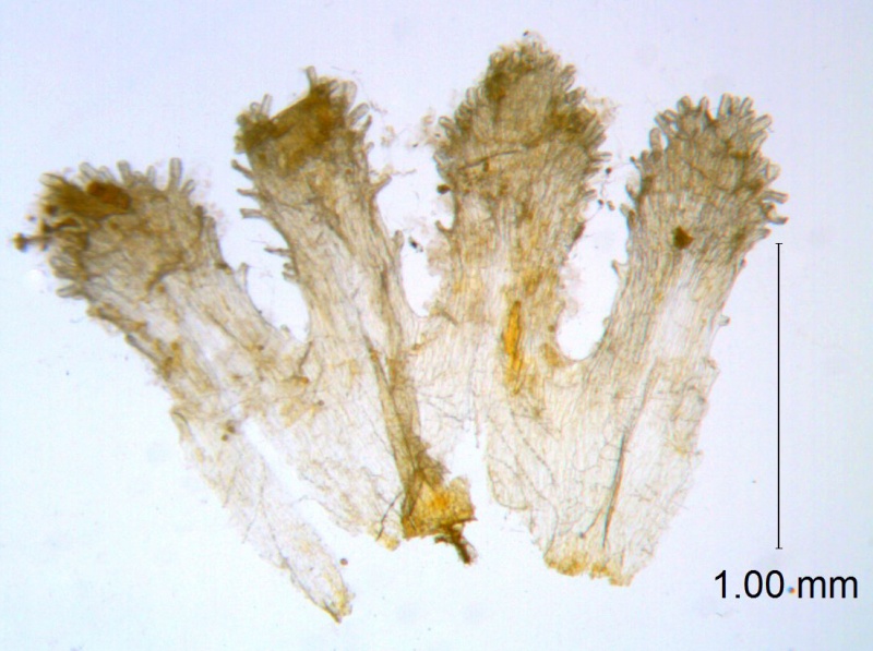 Cuscuta xanthochortos var. lanceolata; Paraguay, Hassler 5113 (NY, Type)