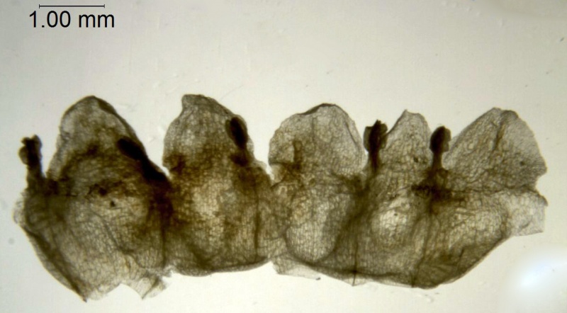 Cuscuta boliviana; Argentina, Hunzinker 2676 (S)