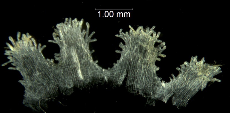 Cuscuta boliviana; Argentina, Hunzinker 2676 (S)