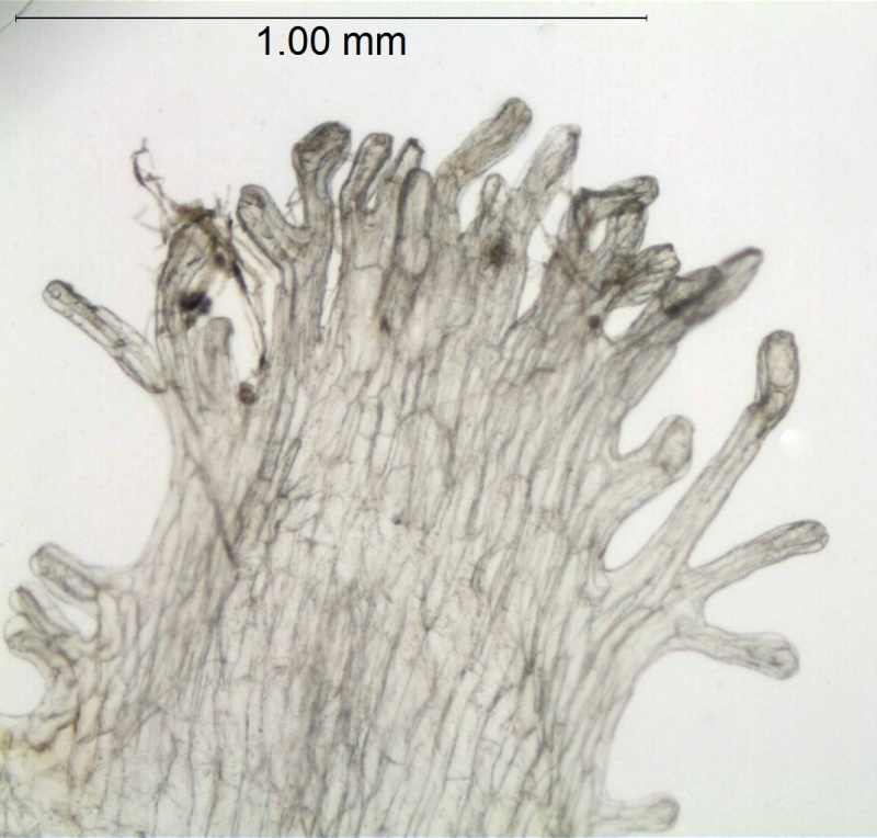 Cuscuta boliviana; Argentina, Hunzinker 2676 (S)