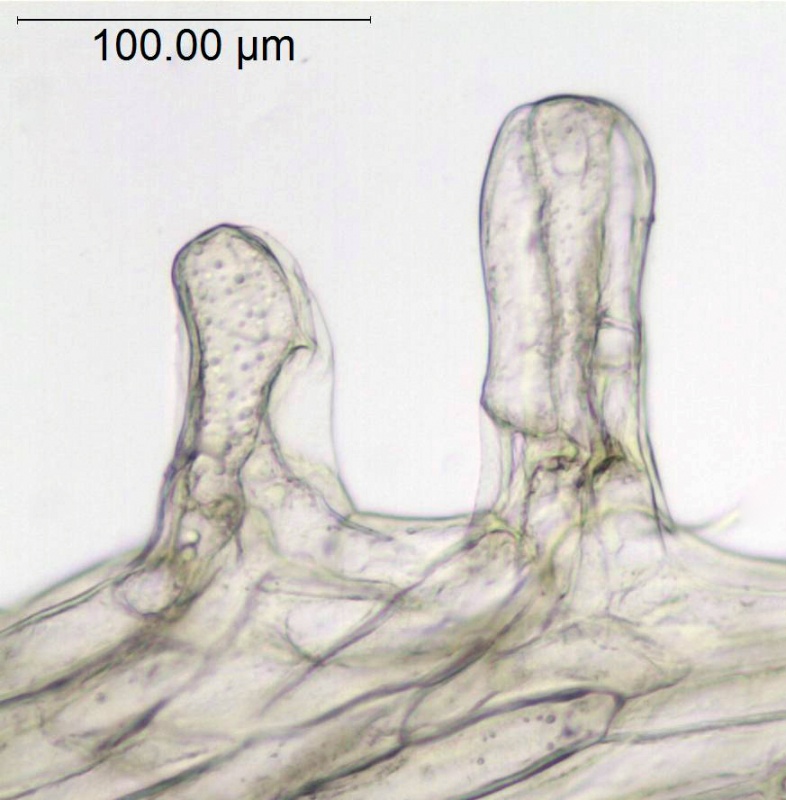 Cuscuta boliviana; Argentina, Hunzinker 2676 (S)