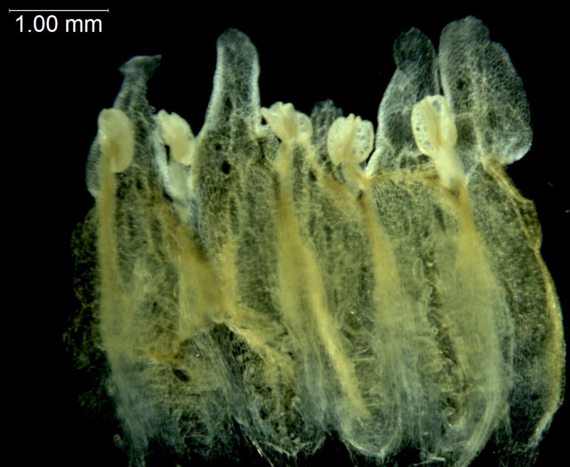 Cuscuta corymbosa var. grandiflora; Mexico, Pringle 11306 (NMS)