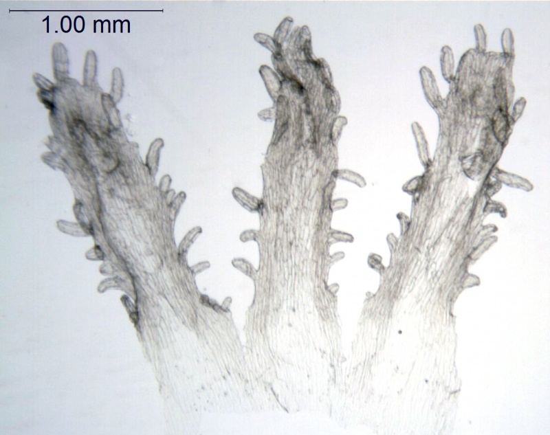 Cuscuta corymbosa var. grandiflora; Mexico, Pringle 11306 (NMS)