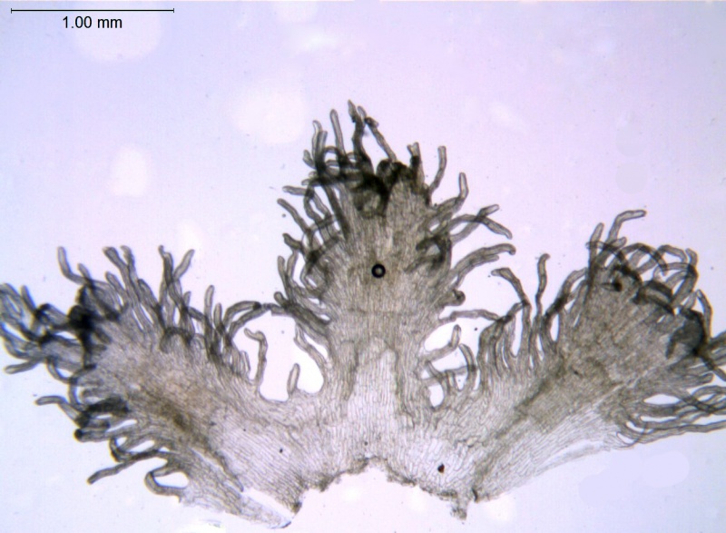 Cuscuta glabrior; U.S.A., Texas, Wolff 3270 (NY)