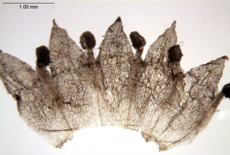 Cuscuta gymnocarpa; Galapagos Islands, Fagerlind & Wibom 3658 (S)