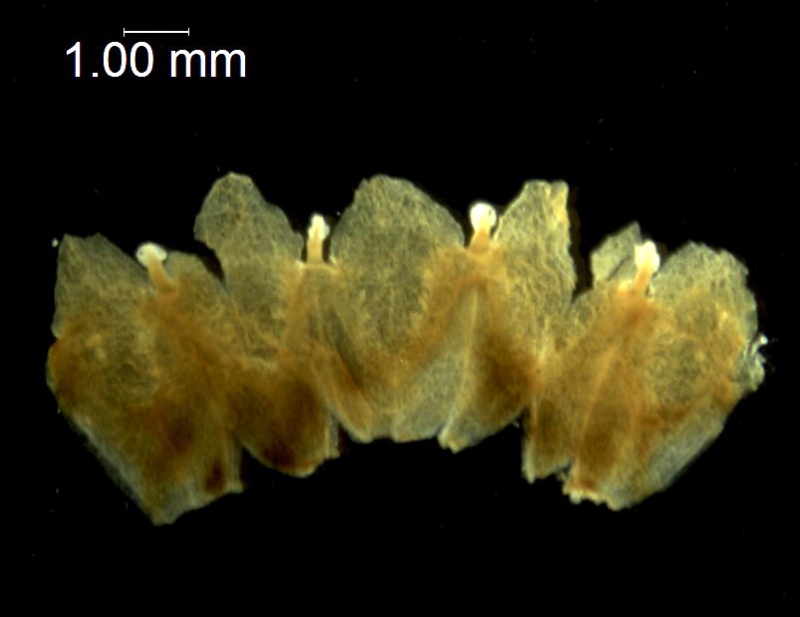 Cuscuta killimanjari; Malawi, Lacroix 4559 (MO)