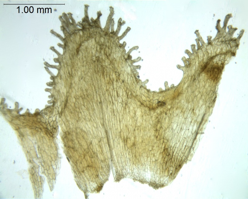 Cuscuta killimanjari; Malawi, Lacroix 4559 (MO)