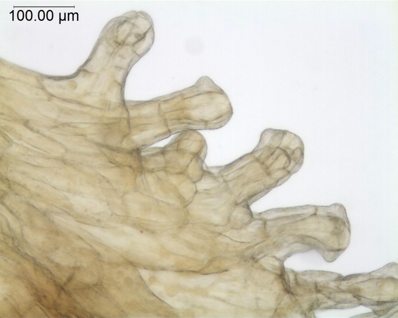Cuscuta killimanjari; Malawi, Lacroix 4559 (MO)