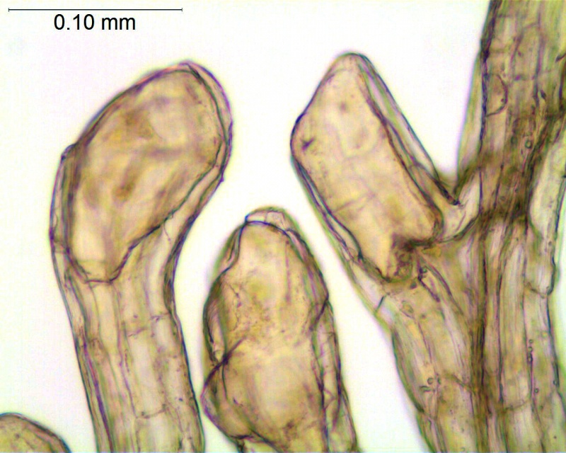 Cuscuta obtusiflora var. glandulosa; Garcia Ruiz & Costea s.n.  (WLU)