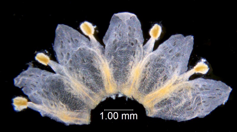 Cuscuta obtusiflora var. glandulosa; Garcia Ruiz & Costea s.n.  (WLU)