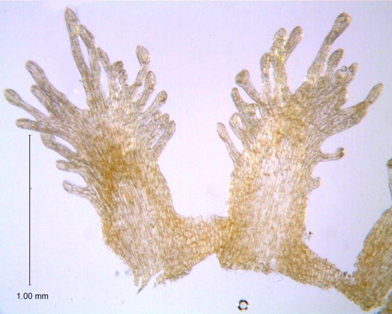 Cuscuta obtusiflora var. glandulosa; Garcia Ruiz & Costea s.n.  (WLU)