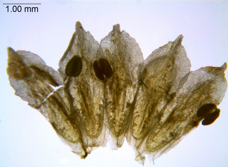 Cuscuta salina; U.S.A., Arizona, Hammond 10349 (NY)