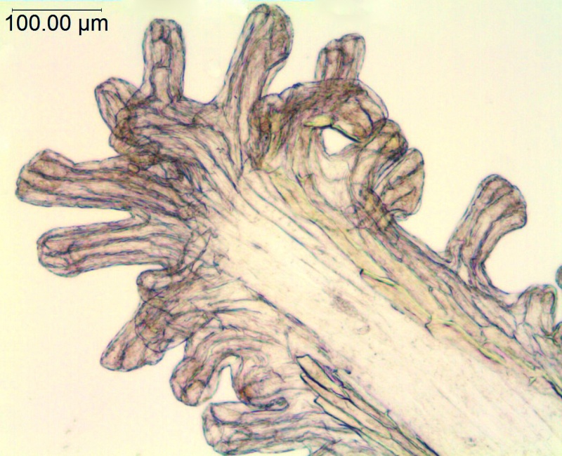 Cuscuta salina; U.S.A., Arizona, Hammond 10349 (NY)