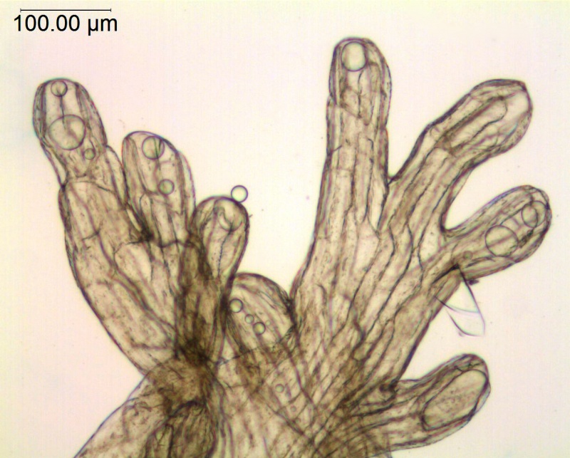Cuscuta stenolepis; Ecuador, Holm-Neilson 29089 (AAU)