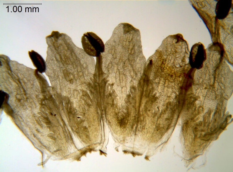 Cuscuta suaveolens; California, Dudley 63294 (CAS)