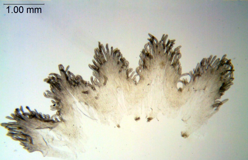 Cuscuta suaveolens; California, Dudley 63294 (CAS)