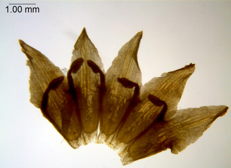 Cuscuta xanthochortos var. xanthochortos; Argentina, Arbo et al. 6953 (MO)
