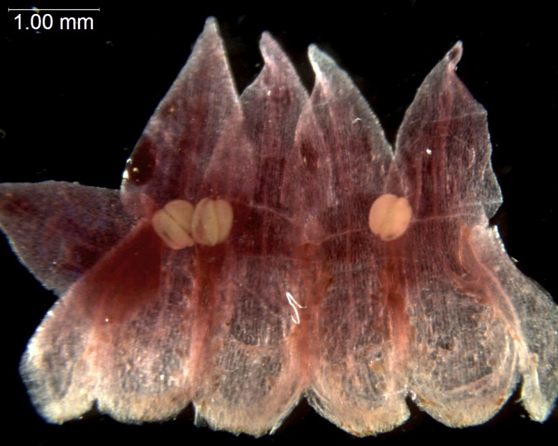 Cuscuta acutiloba; Peru, Pennell, 14595 (S)