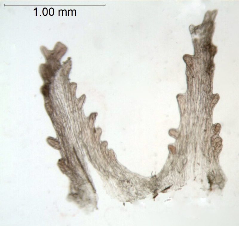 Cuscuta acutiloba; Peru, Pennell, 14595 (S)