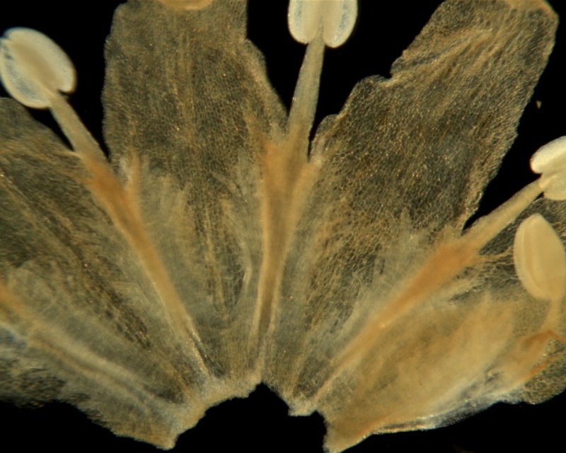 Cuscuta africana; South Africa, Oliver 11852 (NBG)