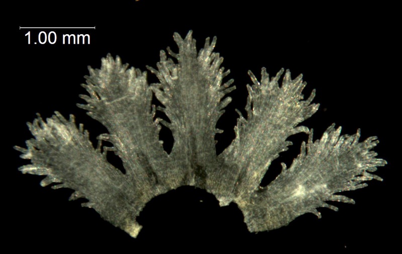 Cuscuta africana; South Africa, Oliver 11852 (NBG)