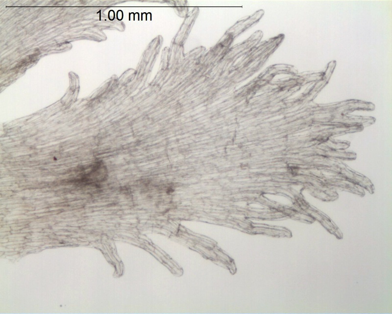 Cuscuta africana; South Africa, Oliver 11852 (NBG)