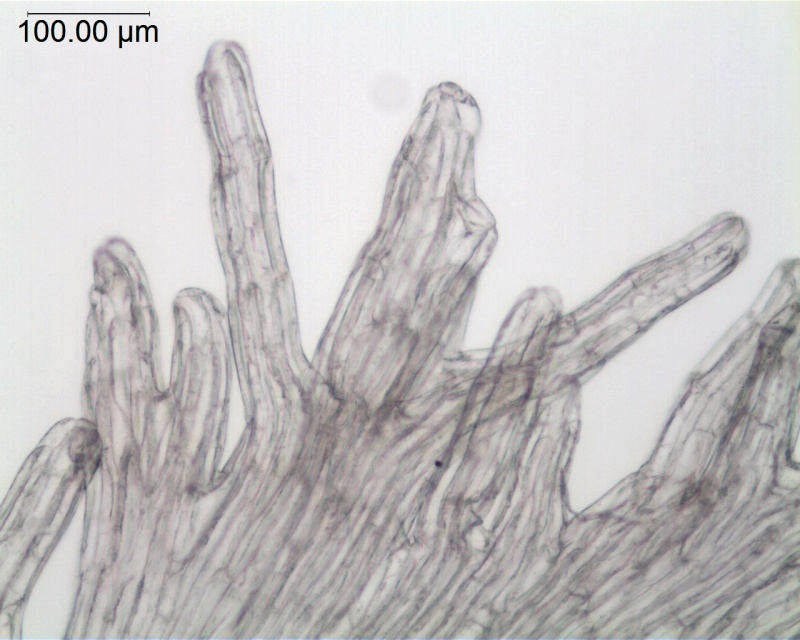 Cuscuta africana; South Africa, Oliver 11852 (NBG)